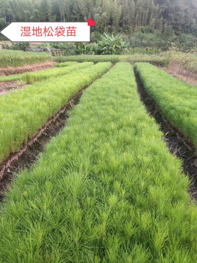 湿地松苗湿地松袋苗马尾松袋苗等各种造林苗木苗圃直销