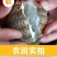 包邮【净重9斤】山东小芋头新鲜蔬菜毛芋头仔芋粉糯牛奶芋