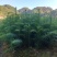 3代良种杉木苗苗圃直销,杉木袋苗等造林苗木