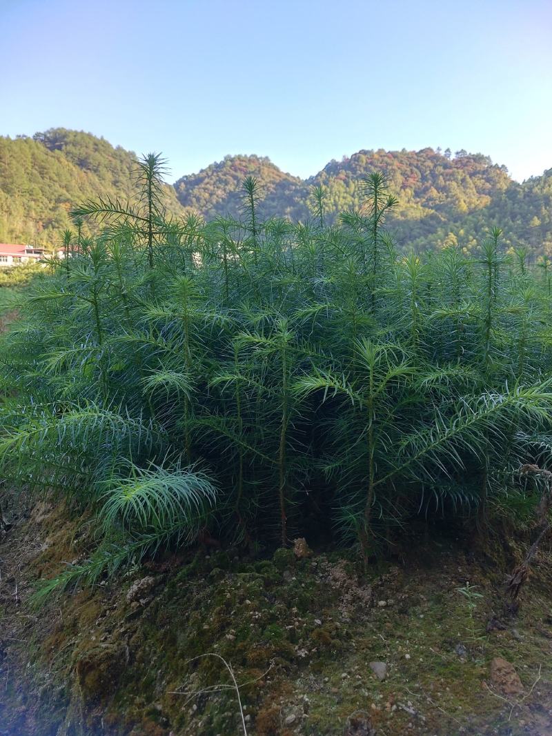 3代良种杉木苗苗圃直销，杉木袋苗等造林苗木