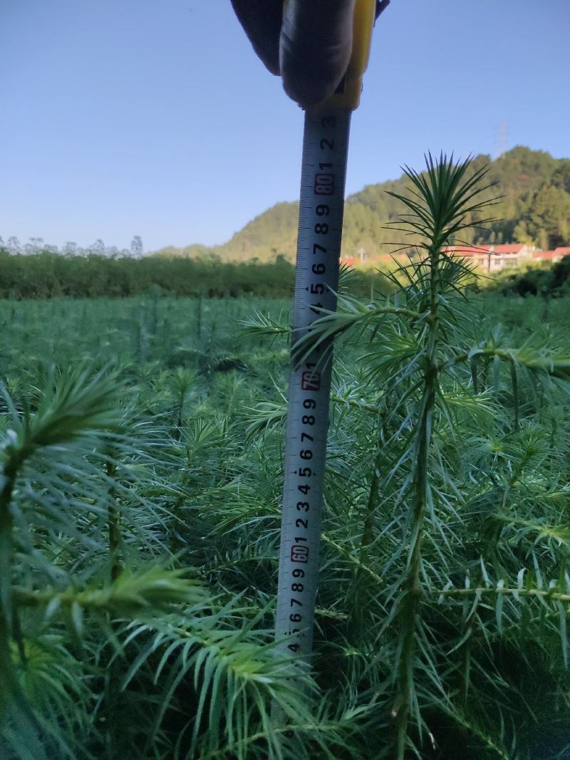 3代良种杉木苗苗圃直销，杉木袋苗等造林苗木