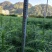 3代良种杉木苗苗圃直销,杉木袋苗等造林苗木