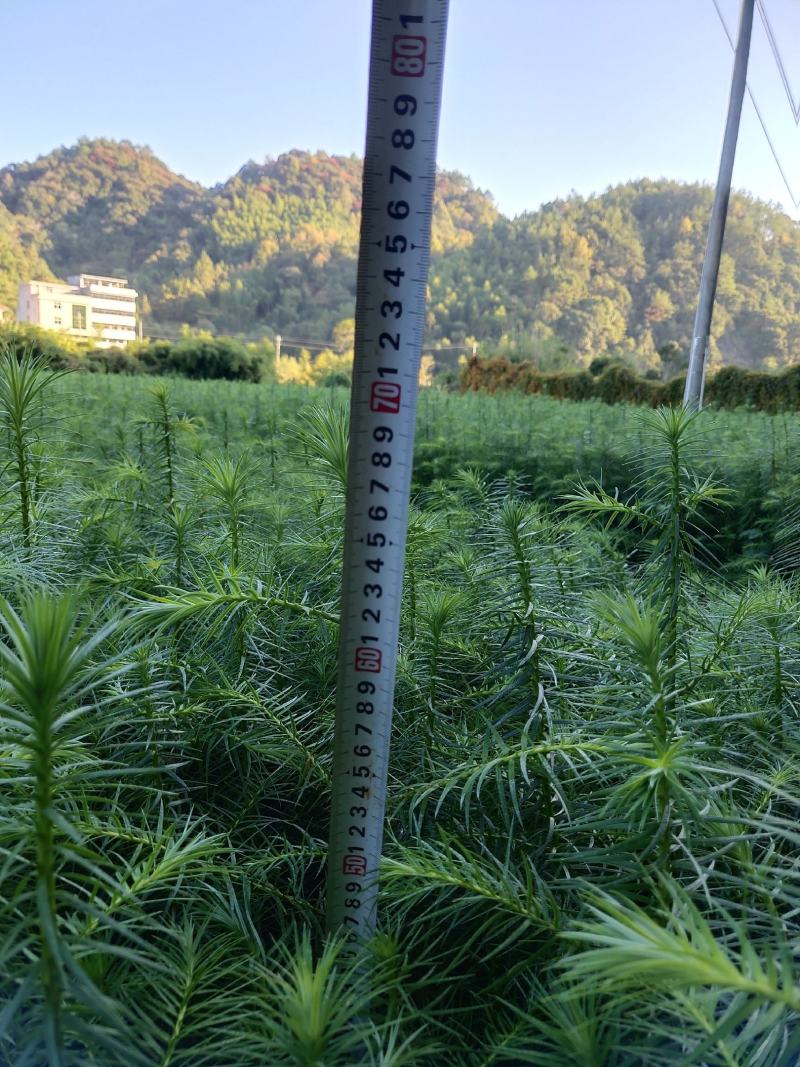 3代良种杉木苗苗圃直销，杉木袋苗等造林苗木