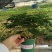 云竹基地批发一手货源长期供应质量保障欢迎来场指导选购