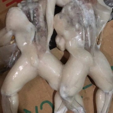 蒙西娜三去牛蛙十斤装