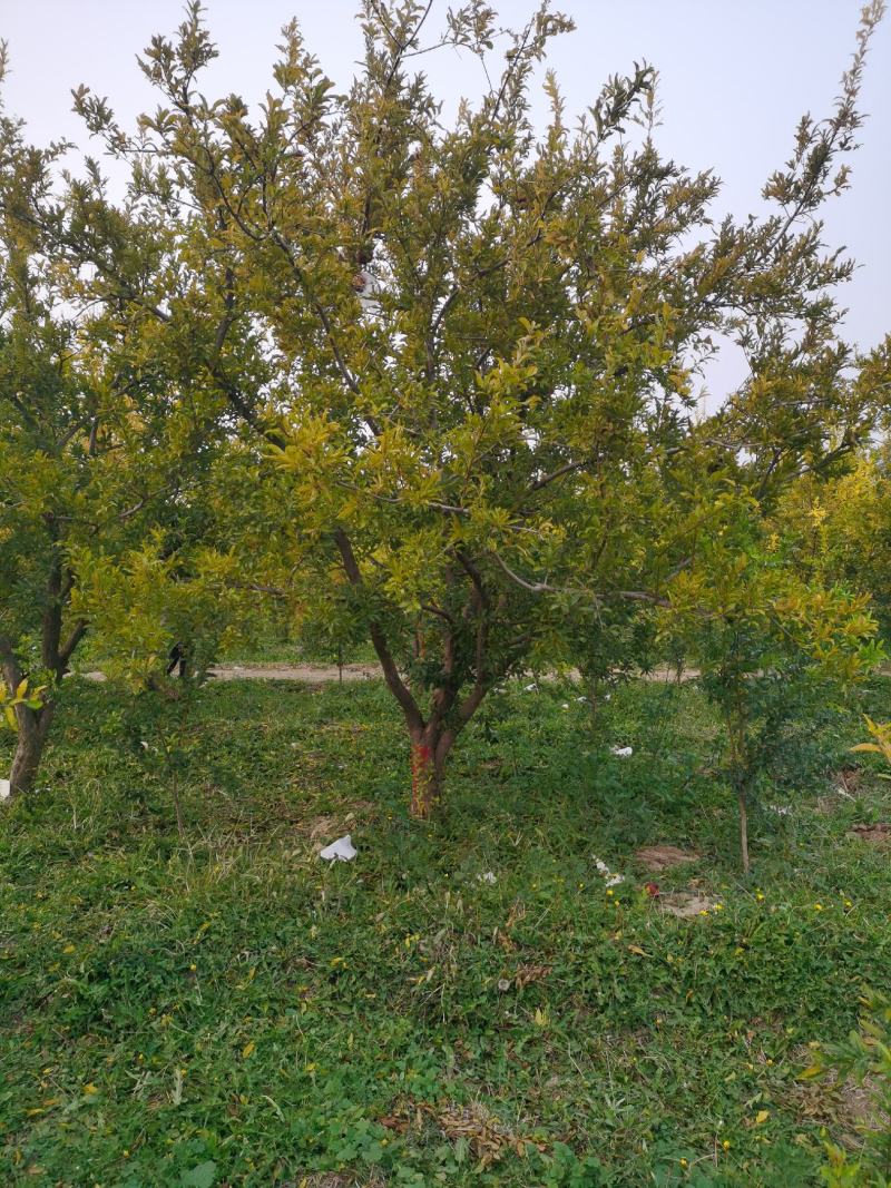 山西石榴树基地直发规格齐全绿化市政小区包上车技术支持