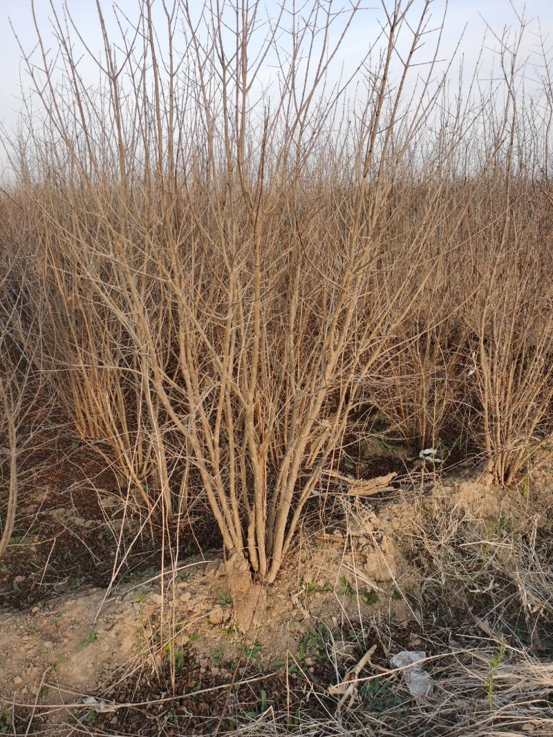 山西石榴树基地直发规格齐全绿化市政小区包上车技术支持