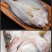 开背海鲈鱼（规格表请看下图）