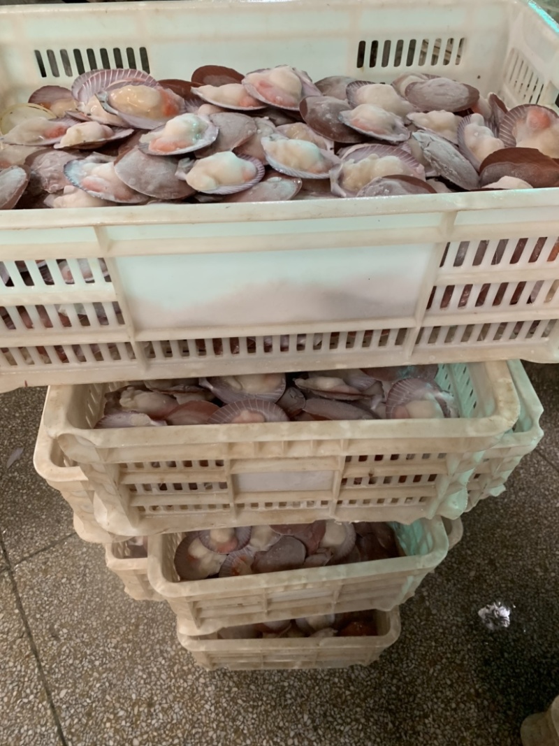 北海半壳日月贝一手厂家直供欢迎来挑战更低价。