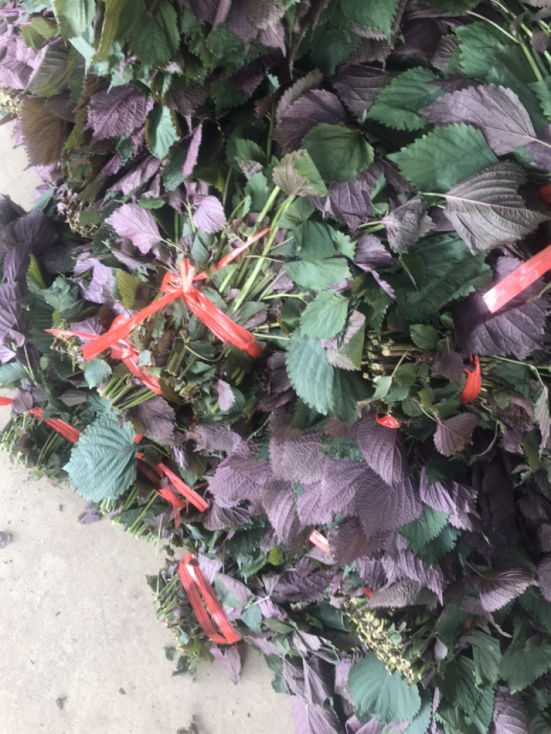 紫苏叶，苏子叶现摘现发，产地直发常年有货，药食同源！！