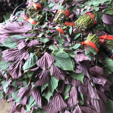 紫苏叶，苏子叶现摘现发，产地直发常年有货，药食同源！！