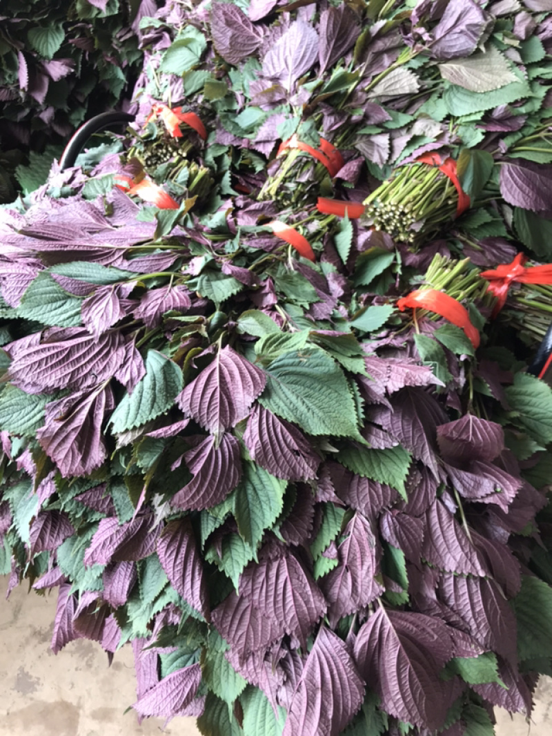 紫苏叶，苏子叶现摘现发，产地直发常年有货，药食同源！！