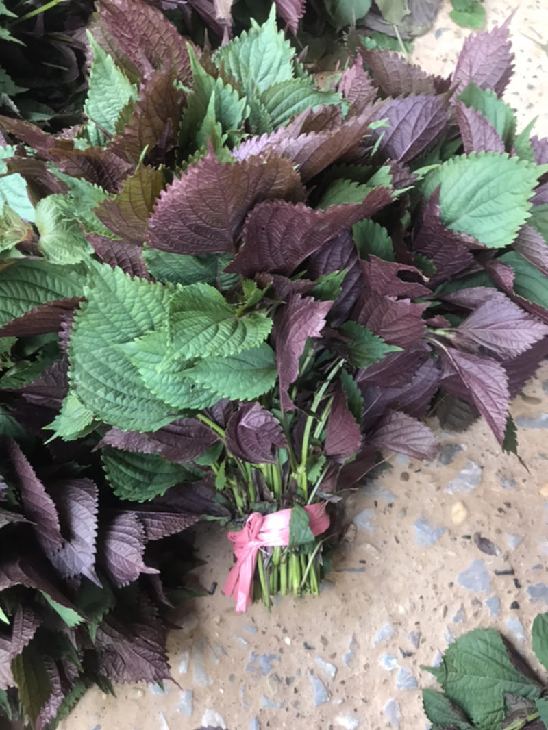 紫苏叶，苏子叶，工厂货现摘现发，连根带叶，欢迎订购