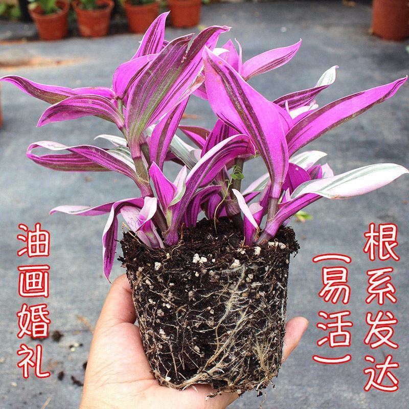 油画婚礼吊兰锦盆栽办公室绿植肉肉垂吊多肉植物圆叶荷兰进口