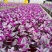 油画婚礼吊兰锦盆栽办公室绿植肉肉垂吊多肉植物圆叶荷兰进口