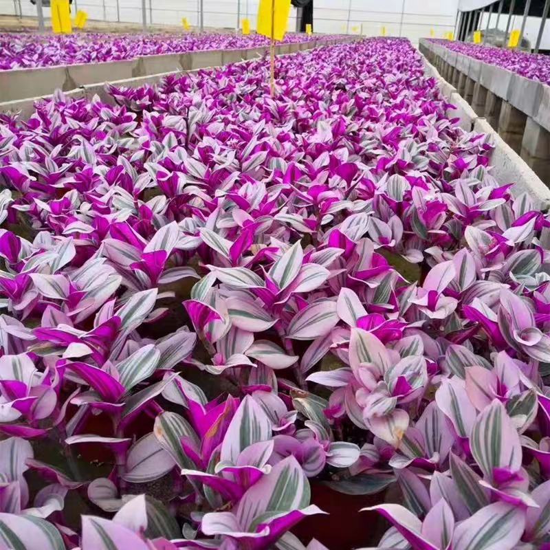 油画婚礼吊兰锦盆栽办公室绿植肉肉垂吊多肉植物圆叶荷兰进口