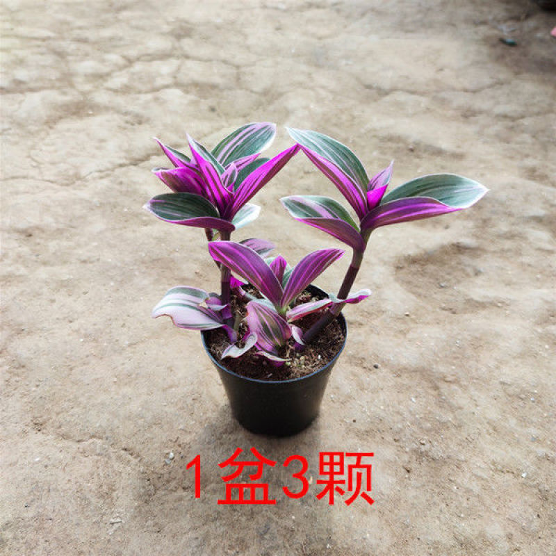 油画婚礼吊兰锦盆栽办公室绿植肉肉垂吊多肉植物圆叶荷兰进口