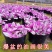 油画婚礼吊兰锦盆栽办公室绿植肉肉垂吊多肉植物圆叶荷兰进口
