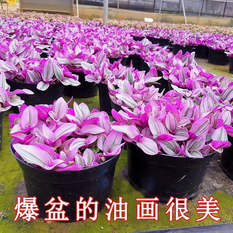 油画婚礼吊兰锦盆栽办公室绿植肉肉垂吊多肉植物圆叶荷兰进口