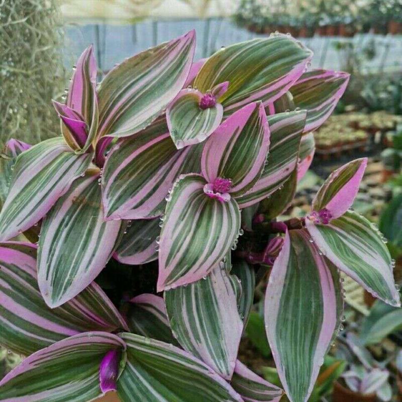 油画婚礼吊兰锦盆栽办公室绿植肉肉垂吊多肉植物圆叶荷兰进口