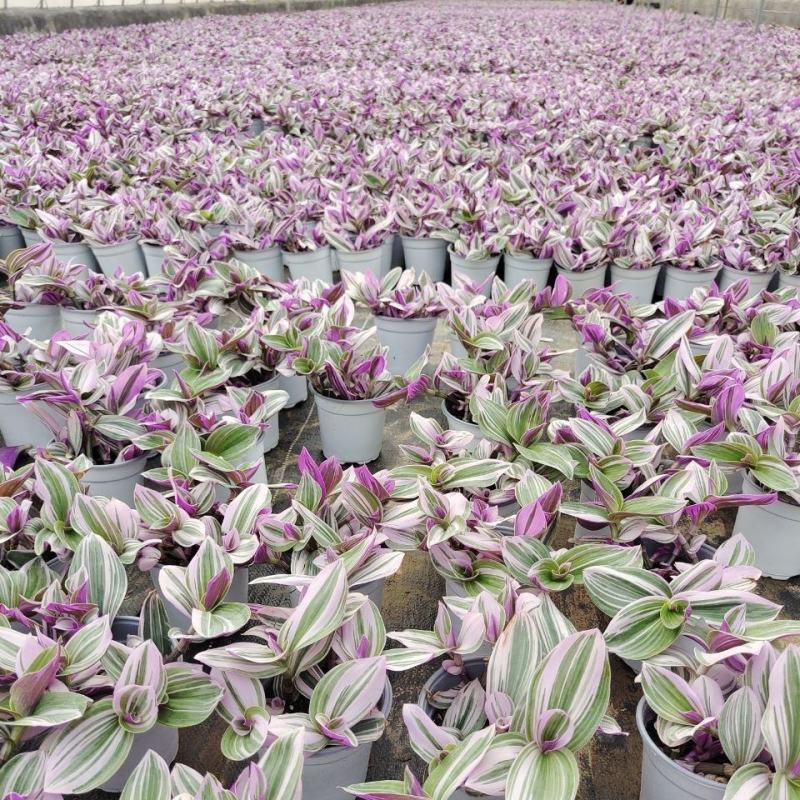 油画婚礼吊兰锦盆栽办公室绿植肉肉垂吊多肉植物圆叶荷兰进口