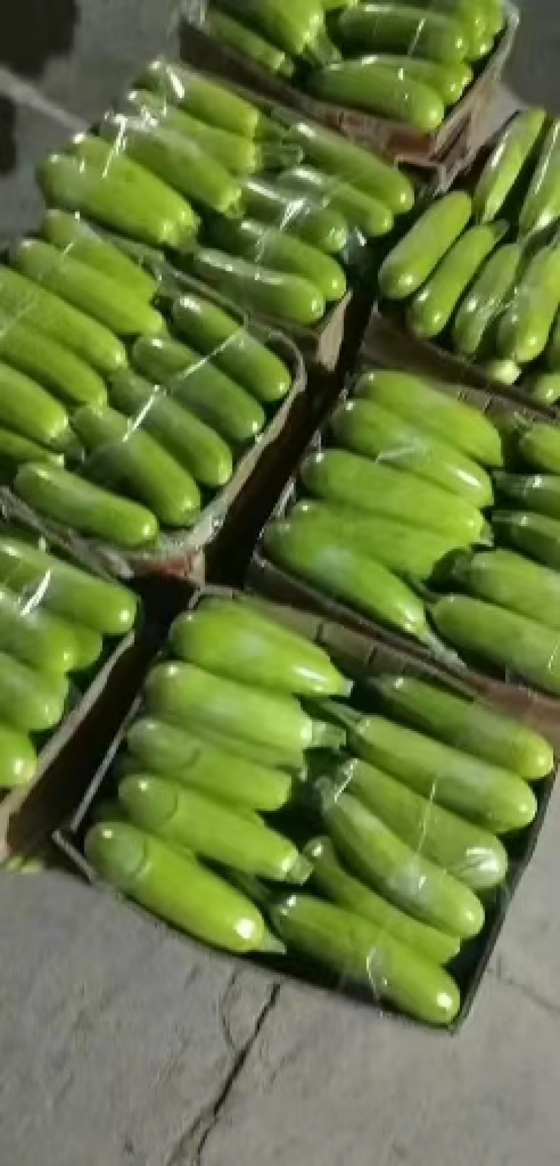 【西葫芦】江苏精品西葫芦产地直销保质保量欢迎选购