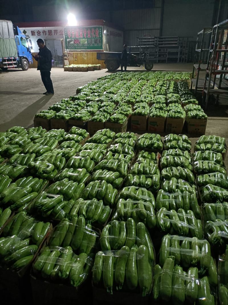 【西葫芦】江苏精品西葫芦产地直销保质保量欢迎选购