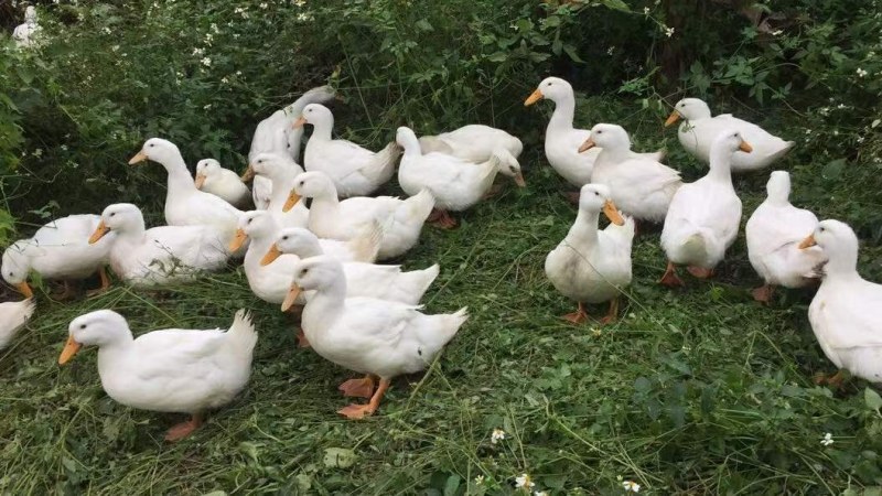 水库散养的樱桃谷白鸭