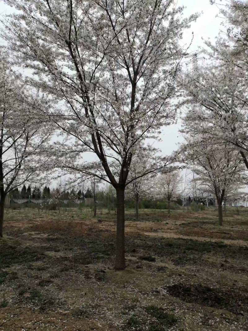 临沂荣超园林大量供应高杆早樱2--70公分