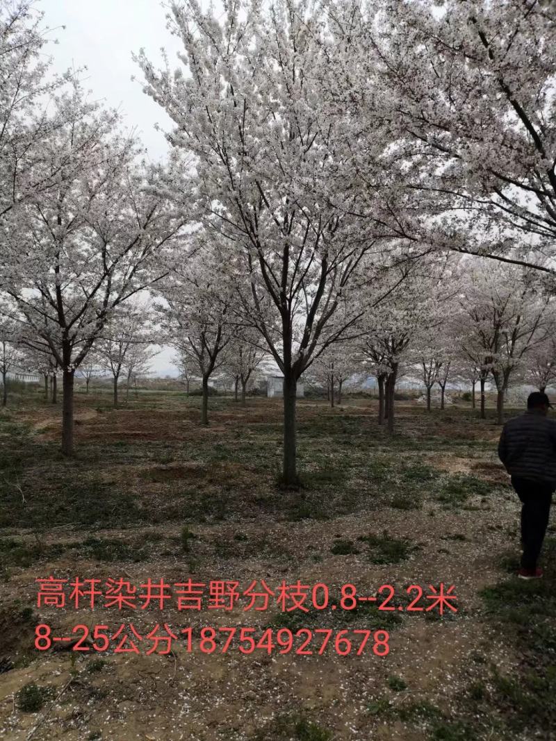 大量供应染井吉野早樱晚樱10---25公分