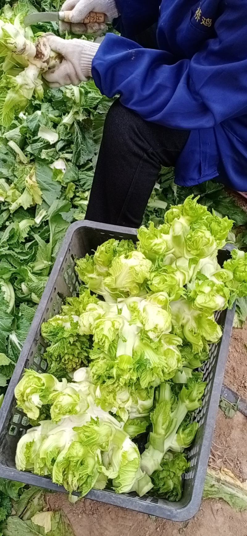 精品儿菜和大量红胡萝人