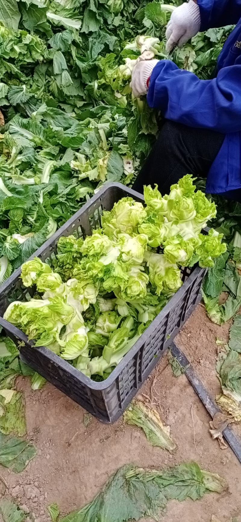 精品儿菜和大量红胡萝人