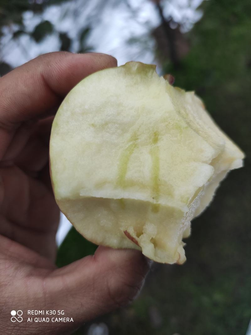 甘肃原生态免套袋红富士苹果糖度高硬度好色泽鲜艳
