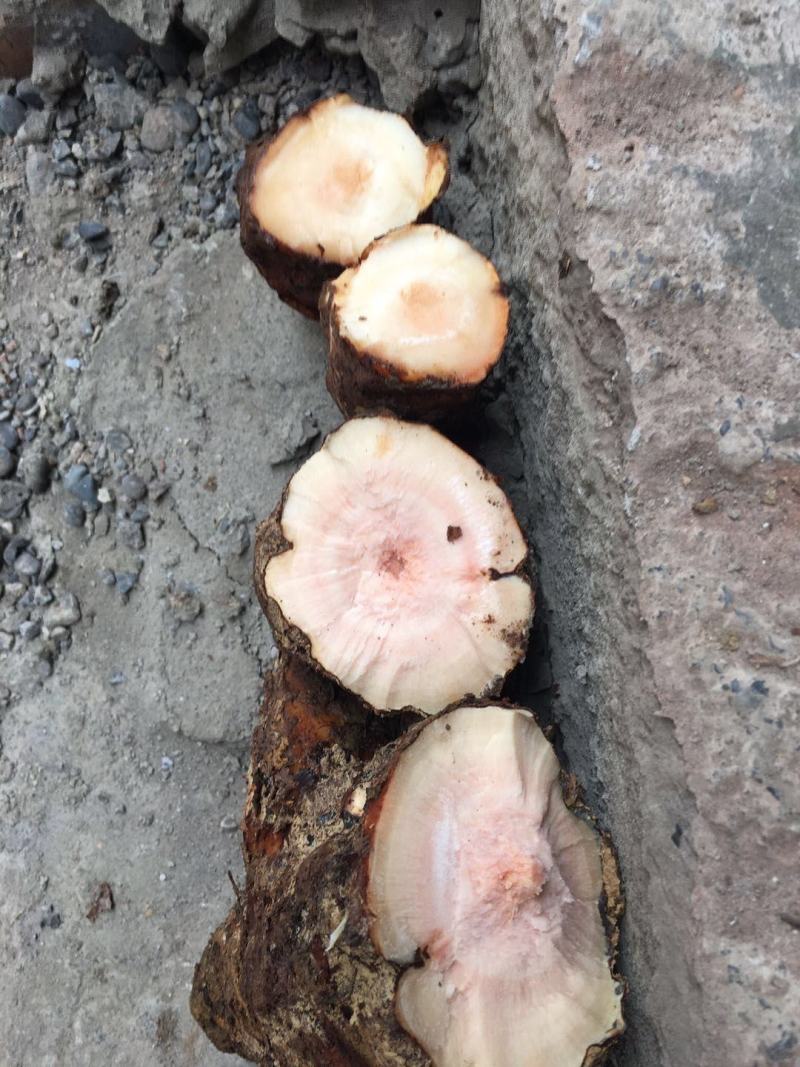 四川云南红白肉野生变色龙土茯苓大量批发统货每一吨含小货少