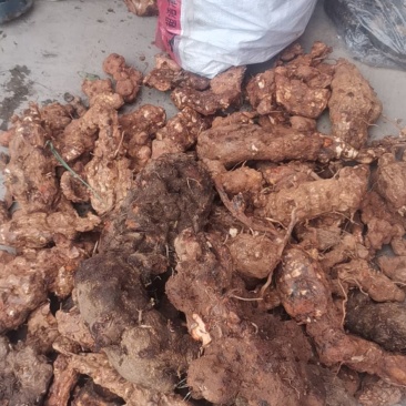 四川云南红白肉野生变色龙土茯苓大量批发统货每一吨含小货少