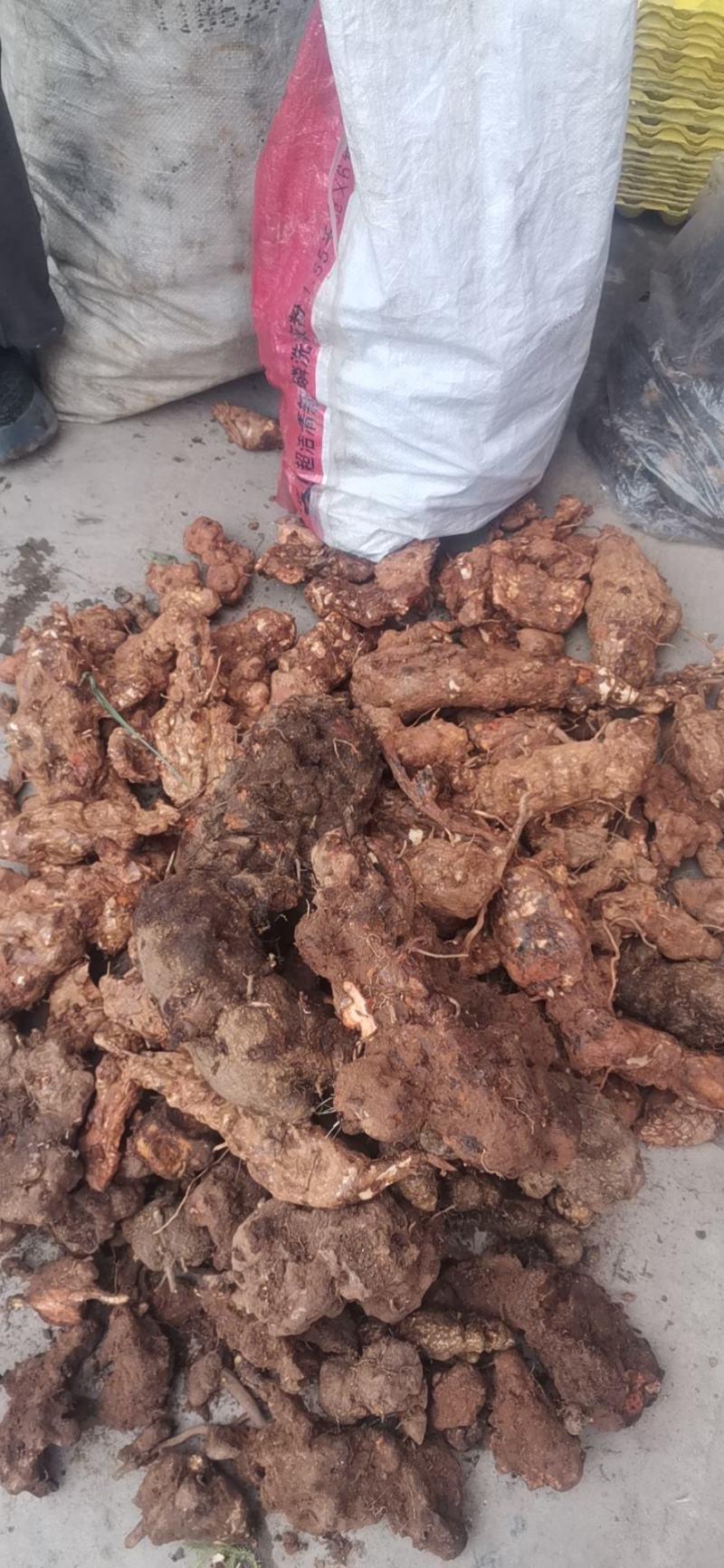 四川云南红白肉野生变色龙土茯苓大量批发统货每一吨含小货少