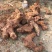 四川云南红白肉野生变色龙土茯苓大量批发统货每一吨含小货少