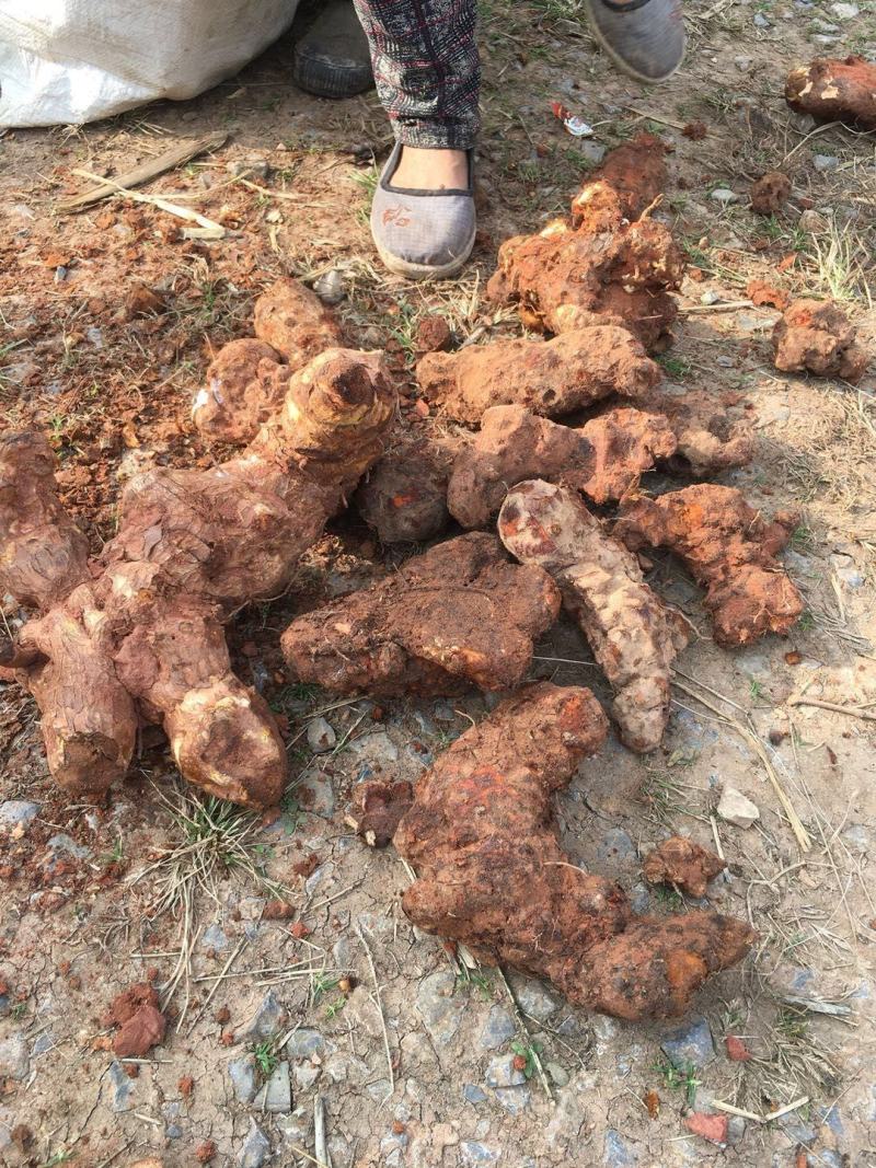 四川云南红白肉野生变色龙土茯苓大量批发统货每一吨含小货少