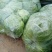 精品甘蓝，圆包菜，商品货，加工厂货。质优价廉，产地直发，