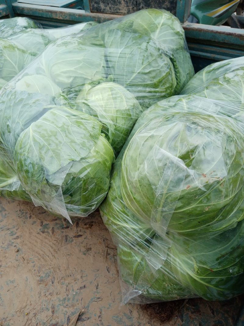 精品甘蓝，圆包菜，商品货，加工厂货。质优价廉，产地直发，