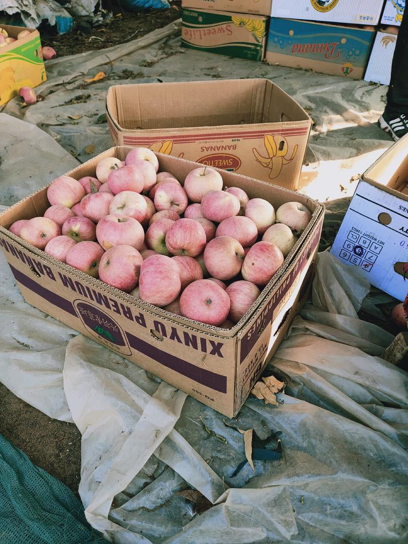 辽南瓦房店国光苹果大量上市了，没打蜡，没公害绿色食品