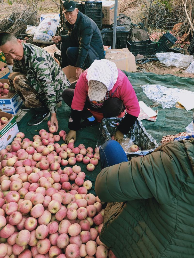 辽南瓦房店国光苹果大量上市了，没打蜡，没公害绿色食品