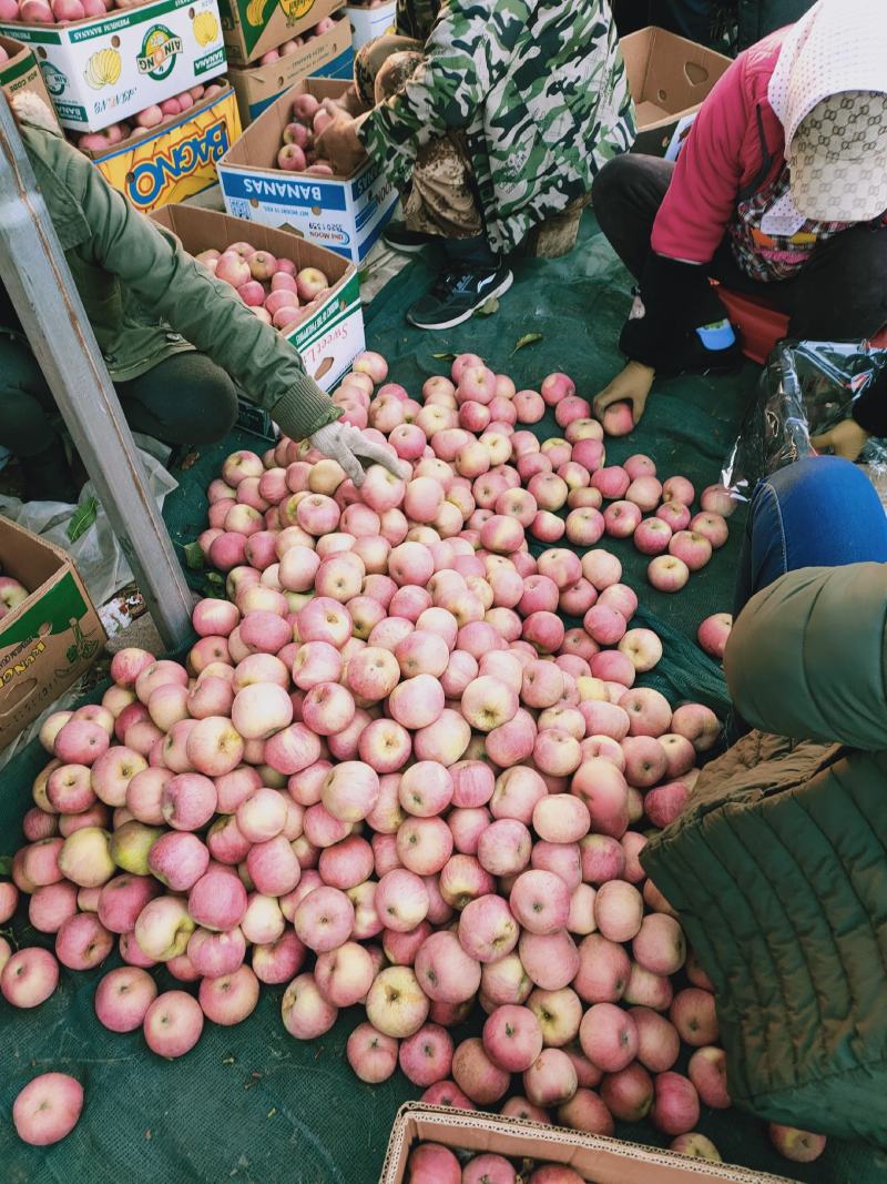 辽南瓦房店国光苹果大量上市了，没打蜡，没公害绿色食品