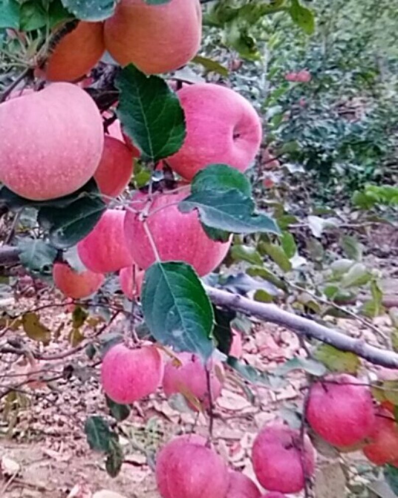 山坡红富士苹果又甜又脆有意的请联系我