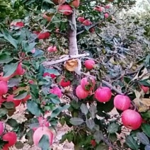 山坡红富士苹果又甜又脆有意的请联系我