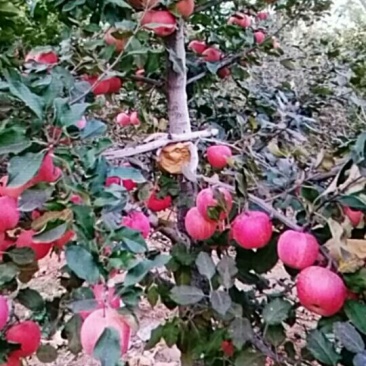 山坡红富士苹果又甜又脆有意的请联系我