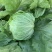 美湖101生菜种子，中熟耐热，翠绿色，鲜嫩清香，耐烧心