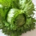 美湖101生菜种子，中熟耐热，翠绿色，鲜嫩清香，耐烧心