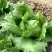 美湖101生菜种子，中熟耐热，翠绿色，鲜嫩清香，耐烧心