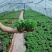 水培大铜钱草盆栽室内办公桌面茶几吸甲醛好养易活的绿植四季